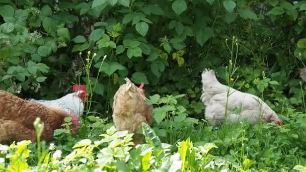 Freilandhühner Hühner Grasen Garten Eines Biobauernhofs Video Biolandbau Tierrechte Zurück — Stockvideo