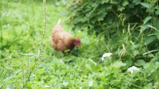 Vrije Uitloop Kippen Kippen Grazen Tuin Van Een Biologische Boerderij — Stockvideo
