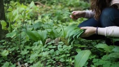 Genç kadın, SLOW MoTION HD VIDEO 'daki çayırlarda yaban sarımsağı (Allium ursinum) toplamaktadır. Düşük alan derinliği ve bulanık arkaplan. Yakın plan. Yarı hız.