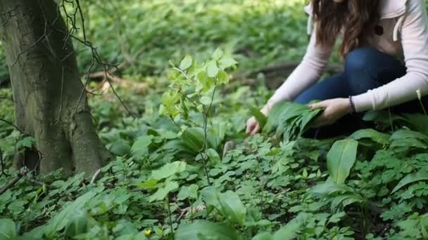 若い女性は スローモーションHdビデオで森の中の牧草地でラムソンの緑の葉 野生のニンニク Allium Ursinum を集めています 被写界深度が低く背景がぼやけています 接近中だ — ストック動画