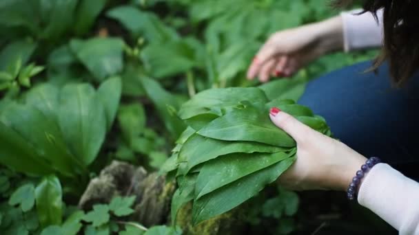 Mujer Joven Está Recogiendo Hojas Verdes Ramson Ajo Salvaje Allium — Vídeo de stock