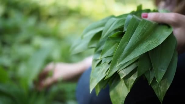 若い女性は スローモーションHdビデオで森の中の牧草地でラムソンの緑の葉 野生のニンニク Allium Ursinum を集めています 被写界深度が低く背景がぼやけています 接近中だ — ストック動画