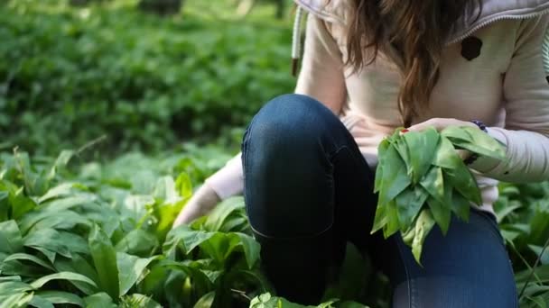 Młoda Kobieta Zbiera Zielone Liście Ramsona Dzikiego Czosnku Allium Ursinum — Wideo stockowe