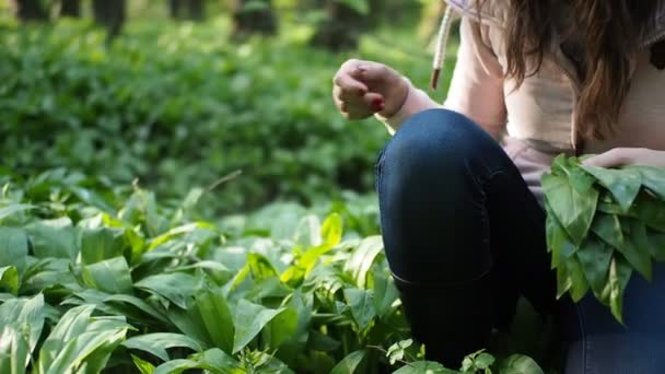 Jonge Vrouw Verzamelt Groene Bladeren Van Ramson Wilde Knoflook Allium — Stockvideo