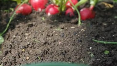 HD VIDEO 'daki ev yapımı serada yetişen taze turp (Raphanus) tohumu. Yumuşak gün ışığıyla aydınlatılmış. Yakın plan. ECO ve BIO bahçe konsepti.