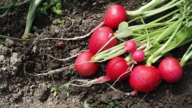 HD VIDEO 'daki ev yapımı serada toplanan taze kırmızı turplar (Raphanus). Yumuşak gün ışığıyla aydınlatılmış. Yakın plan. ECO ve BIO bahçe konsepti.