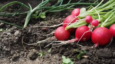 HD VIDEO 'daki ev yapımı serada toplanan taze kırmızı turplar (Raphanus). Yumuşak gün ışığıyla aydınlatılmış. Yakın plan. ECO ve BIO bahçe konsepti.