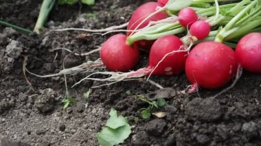 HD VIDEO 'daki ev yapımı serada toplanan taze kırmızı turplar (Raphanus). Yumuşak gün ışığıyla aydınlatılmış. Yakın plan. ECO ve BIO bahçe konsepti.