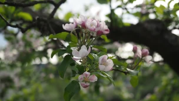 Hermosas Flores Manzana Blanca Rosa Flor Malus Pumila Jardín Casero — Vídeo de stock