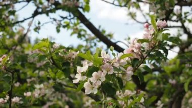 HD VIDEO 'daki ev yapımı bahçede güzel çiçek açan beyaz ve pembe elma çiçekleri (Malus pumila). Güneş ışığıyla aydınlatılmış. Yakın plan. ECO ve BIO bahçe konsepti.