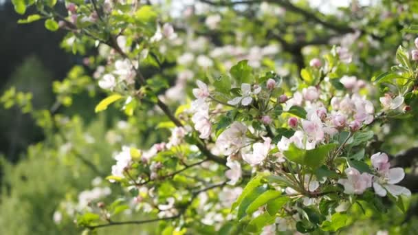 Красивые Цветущие Белые Розовые Яблочные Цветы Malus Pumila Домашнем Саду — стоковое видео