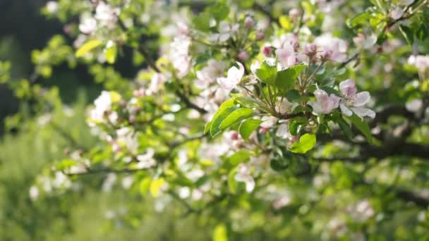 Красиві Квітучі Біло Рожеві Яблуні Malus Pumila Домашньому Саду Відео — стокове відео