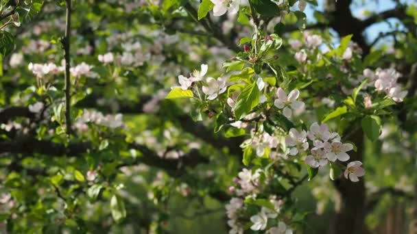 Hdビデオの自家製庭で美しい開花白とピンクのリンゴの花 Malus Pumila 太陽の光に照らされる 接近中だ EcoとBioの園芸コンセプト — ストック動画