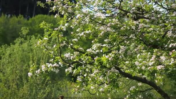 Hdビデオの自家製庭で美しい開花白とピンクのリンゴの花 Malus Pumila 太陽の光に照らされる 接近中だ EcoとBioの園芸コンセプト — ストック動画