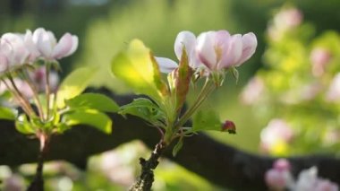 HD VIDEO 'daki ev yapımı bahçede güzel çiçek açan beyaz ve pembe elma çiçekleri (Malus pumila). Güneş ışığıyla aydınlatılmış. Yakın plan. ECO ve BIO bahçe konsepti.