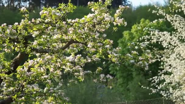Belle floraison de fleurs de pommes blanches et roses (Malus pumila) dans le jardin fait maison en HD VIDEO. Illuminé par la lumière du soleil. Gros plan. Concept de jardinage ECO et BIO .