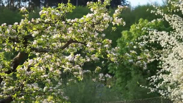 Красивые Цветущие Белые Розовые Яблочные Цветы Malus Pumila Домашнем Саду — стоковое видео