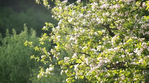 Belle floraison de fleurs de pommes blanches et roses (Malus pumila) dans le jardin fait maison en HD VIDEO. Illuminé par la lumière du soleil. Gros plan. Concept de jardinage ECO et BIO .