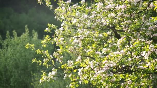 在Hd Video的自制花园中 盛开着美丽的白色和粉色苹果花 Malus Pumila 被阳光照亮了特写 Eco和Bio园艺概念 — 图库视频影像