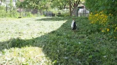 HD VIDEO 'daki organik bir çiftliğin bahçesinde otlayan horozlar. Organik tarım, hayvan hakları, doğa kavramına dönüş..