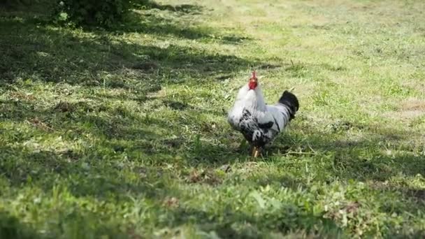 Gallinas Libres Gallo Pastando Jardín Una Granja Orgánica Video Agricultura — Vídeo de stock