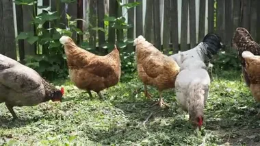 Horoz ve tavuklar HD VIDEO 'daki organik bir çiftliğin bahçesinde otluyorlar. Organik tarım, hayvan hakları, doğa kavramına dönüş..