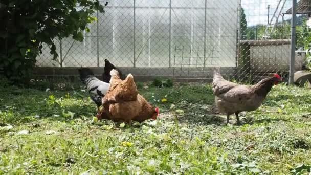 Gallinas Libres Gallos Pollos Pastando Jardín Una Granja Ecológica Video — Vídeos de Stock