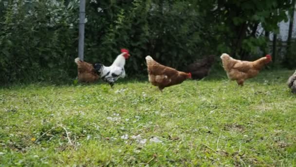 Gallinas Libres Gallos Pollos Pastando Jardín Una Granja Ecológica Video — Vídeo de stock