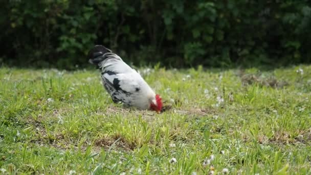 Gallinas Libres Gallo Pastando Jardín Una Granja Orgánica Video Agricultura — Vídeo de stock