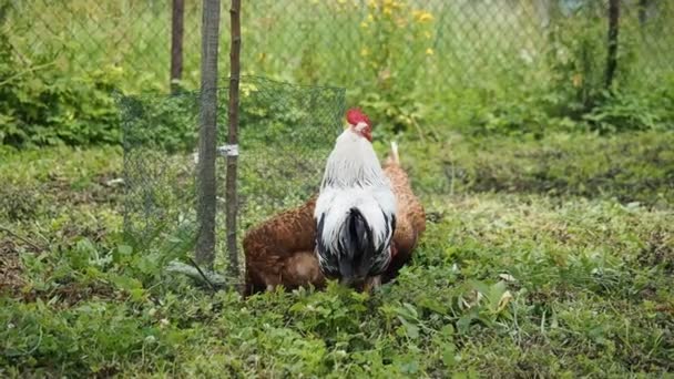 Des poules d'élevage gratuites - coq et poulets - qui paissent dans le jardin d'une ferme biologique en HD VIDEO. Agriculture biologique, droits des animaux, retour à la nature .