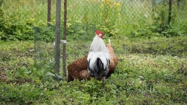 Freilandhühner Hahn Und Hühner Grasen Garten Eines Biobauernhofs Video Biolandbau — Stockvideo