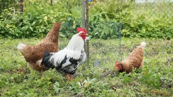 自由放养的母鸡 公鸡和小鸡 在Hd Video的一个有机农场的花园里放牧 有机耕作 动物权利 回到自然概念 — 图库视频影像