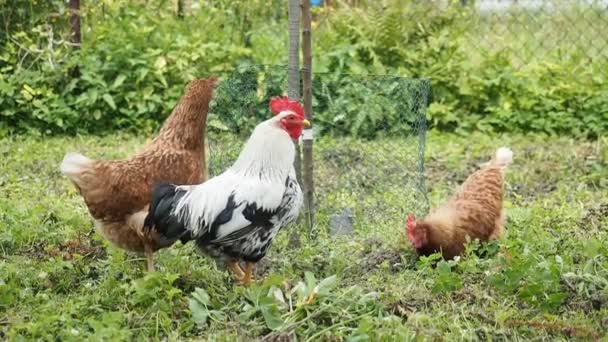 Gallinas Libres Gallos Pollos Pastando Jardín Una Granja Ecológica Video — Vídeos de Stock