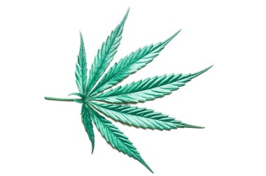 İncili yeşil renkli kenevir yaprağı - Kenevir - beyaz arka planda gölgeli. Tıbbi marihuana yetiştiriyorum. Stüdyo çekimi.