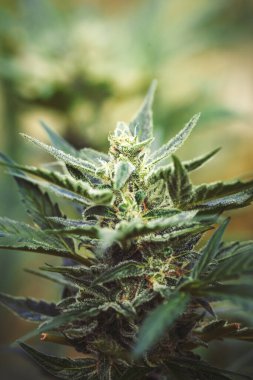 Kenevir-kenevir tomurcuğu. Olgun çiçek açan dişi marihuana çiçeği ve ev yapımı bahçede yapraklar. Yüzeysel alan derinliği ve bulanık arkaplan. Yakın plan..