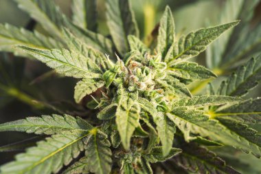 Kenevir-kenevir tomurcuğu. Olgun çiçek açan dişi marihuana çiçeği ve ev yapımı bahçede yapraklar. Yüzeysel alan derinliği ve bulanık arkaplan. Yakın plan..