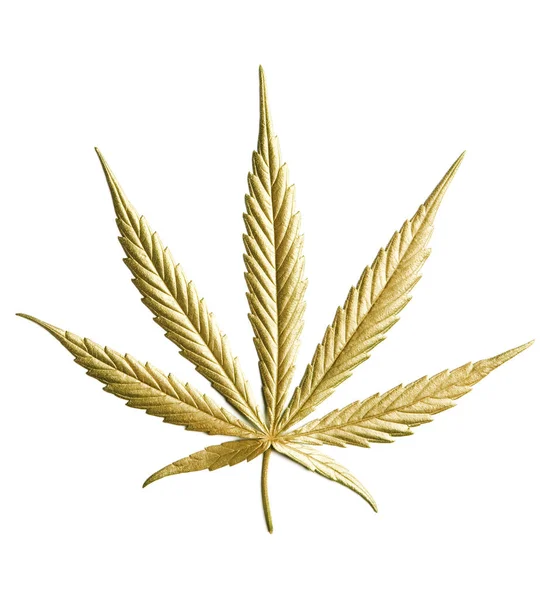 Gouden Blad Van Volgroeide Hennep Cannabis Geïsoleerd Witte Achtergrond Met — Stockfoto