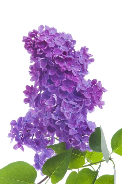 Rama Lila Púrpura Sobre Blanco Ramo Flores Frescas Color Lila — Foto de Stock