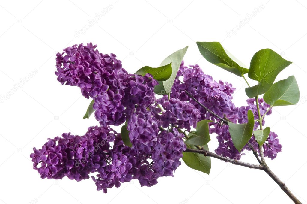 Purple lilac branch on white. Bunch of fresh blooming Violet lilac flowers isolated on white background. Studio shot.