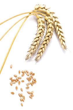 Beyaz arka planda altın buğday ve tahıl. Olgunlaşmış buğday bitkilerinin kulaklarını kapatın..