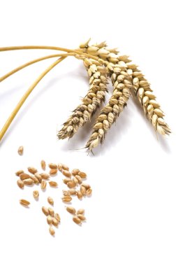 Beyaz arka planda altın buğday ve tahıl. Olgunlaşmış buğday bitkilerinin kulaklarını kapatın..