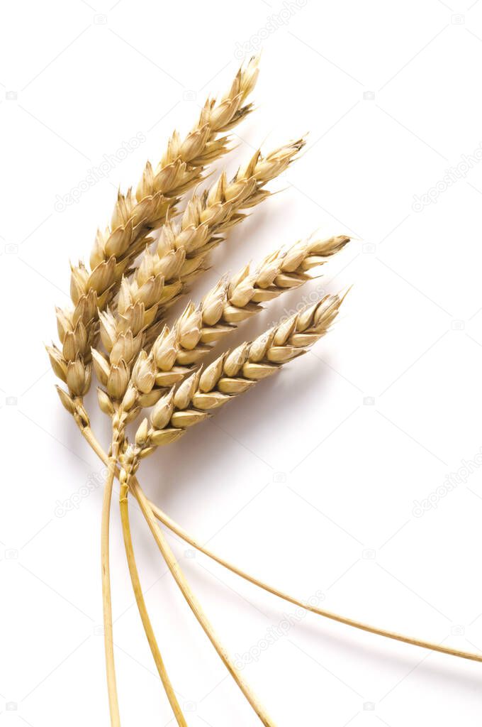 Golden wheat on white background. Close up of ripe ears of wheat plant.