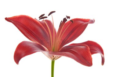 Beyaz üzerine güzel zambak çiçekleri. Beyaz arka planda uzun yeşil saplı lüks kırmızı paskalya zambağı çiçeği. Stüdyo çekimi.