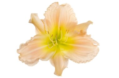 Beyaz arka planda izole edilmiş güzel bej renkli zambak çiçeği kafası. Stüdyo çekimi.