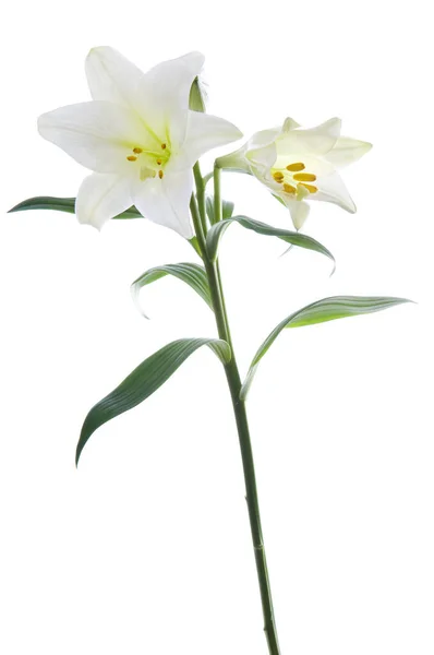 Krásné Liliové Květy Bílém Luxusní Bílá Velikonoční Lilie Květ Dlouhou — Stock fotografie