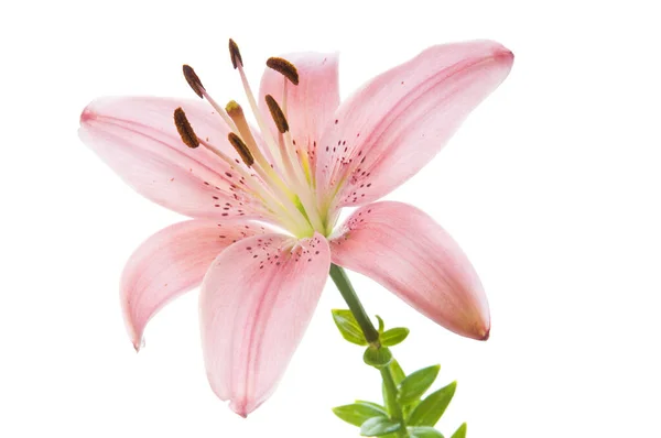 Красивые Цветы Лилии Белом Роскошный Розовый Цветок Пасхальной Лилии Длинным — стоковое фото