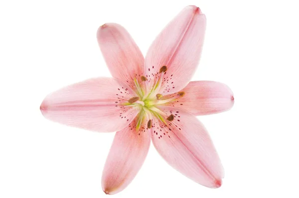 Красивый Розовый Роскошный Цветок Лилии Голову Изолированы Белом Фоне Снимок — стоковое фото