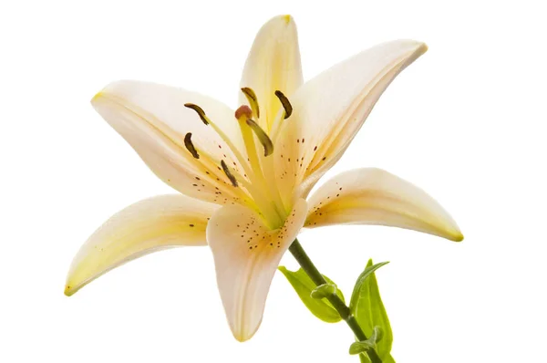 Красивые Цветы Лилии Белом Роскошный Бежевый Пасхальный Цветок Лилии Длинным — стоковое фото