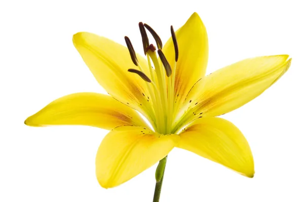 Красивые Цветы Лилии Белом Роскошный Желтый Эстер Лиловый Цветок Длинным — стоковое фото