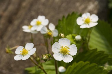 Güzel beyaz çilek çiçekleri. Bahçede çiçek açan çilek bitkisini kapatın..